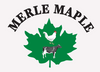 Merle Maple